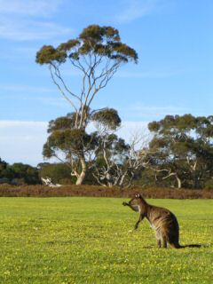 Fotoalbum: Adelaide & Kangoroo Island